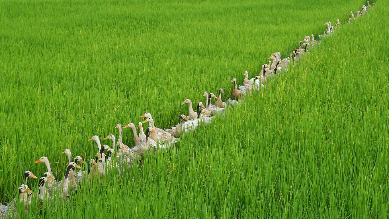 ｢田んぼの中のアイガモ｣インドネシア, バリ島 (© Gualtiero Boffi/Shutterstock)(Bing Japan)