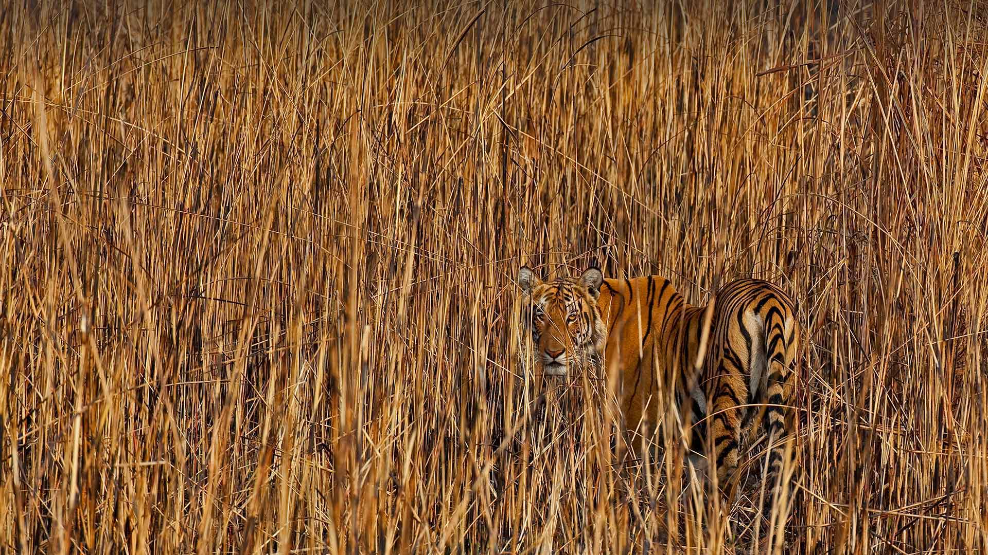 隐藏在高草丛中的老虎，印度阿萨姆邦 (© Sandesh Kadur/Minden Pictures)(Bing China)