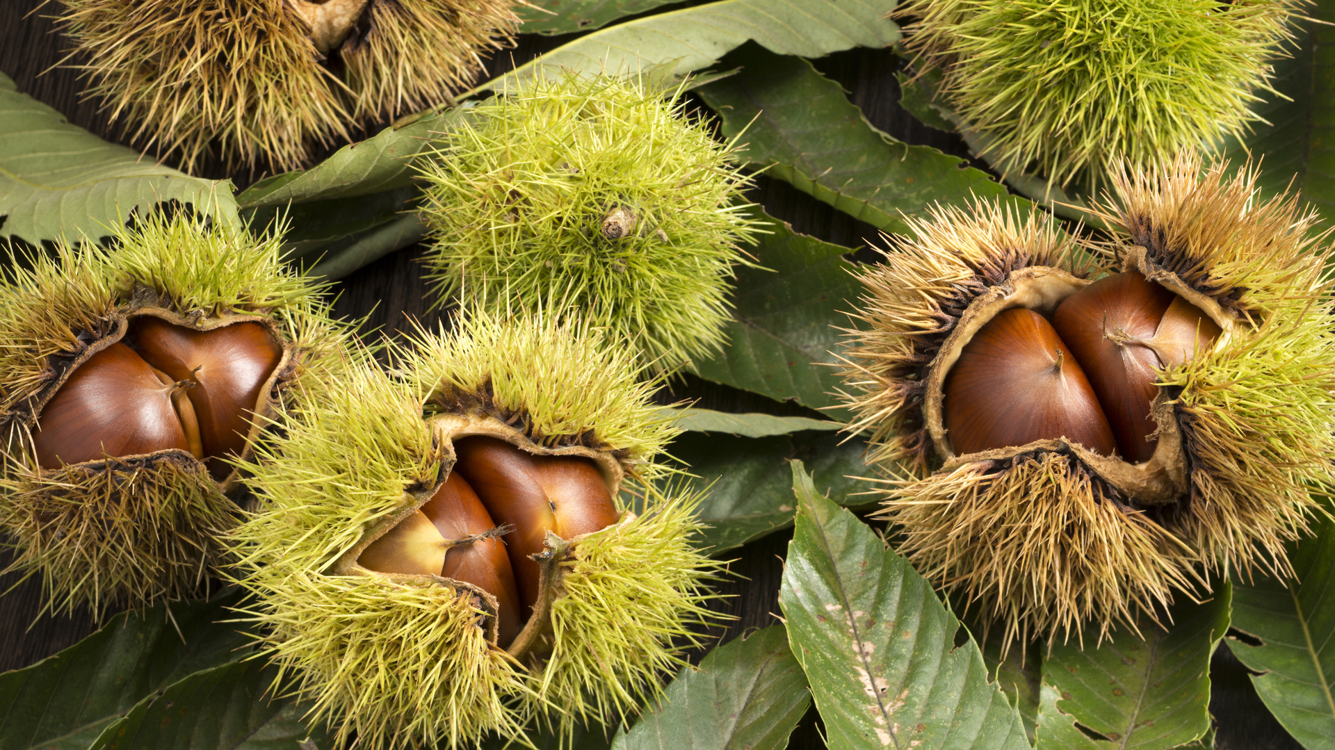 Castañas dentro de sus cáscaras (© Kai Keisuke/Shutterstock)(Bing España)