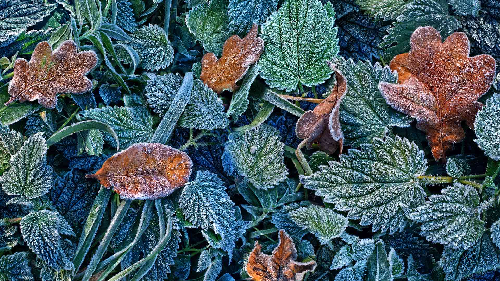 Leaves with hoarfrost in the Black Forest, Freiburg, Baden-Württemberg, Germany (© Per-Andre Hoffmann/Cavan Images)(Bing New Zealand)