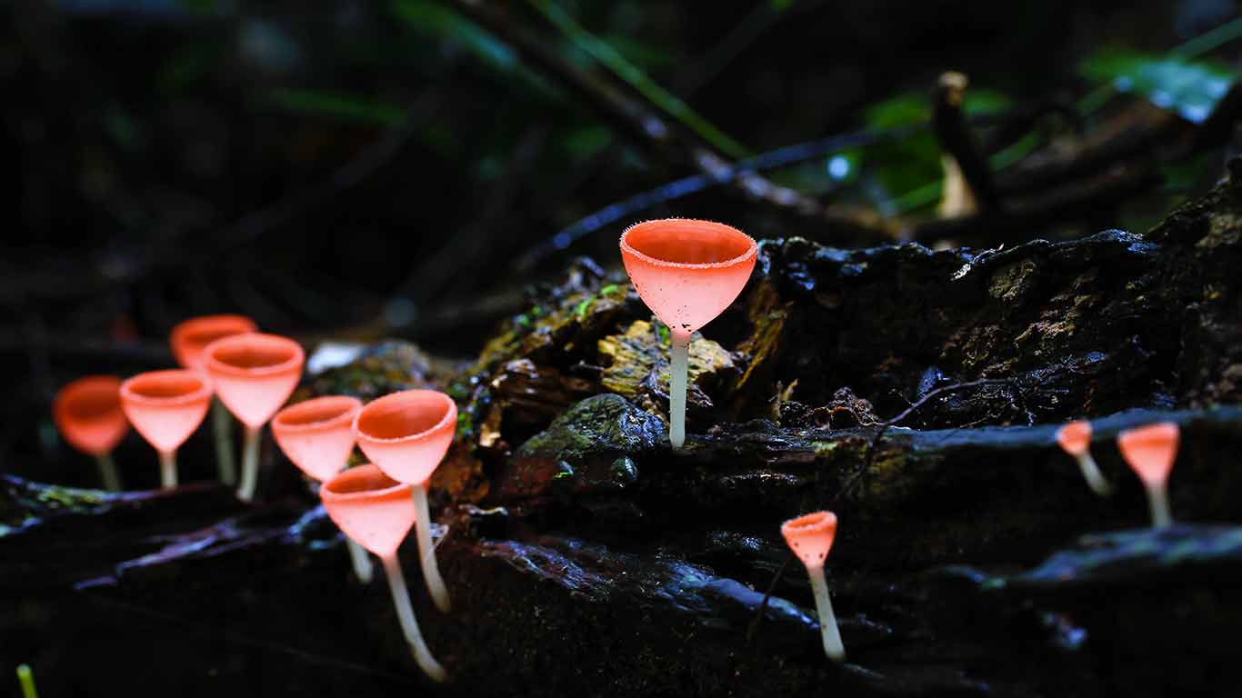 Champignon Cookeina dans une forêt en Bourgogne (© pigphoto/Getty Images)(Bing France)