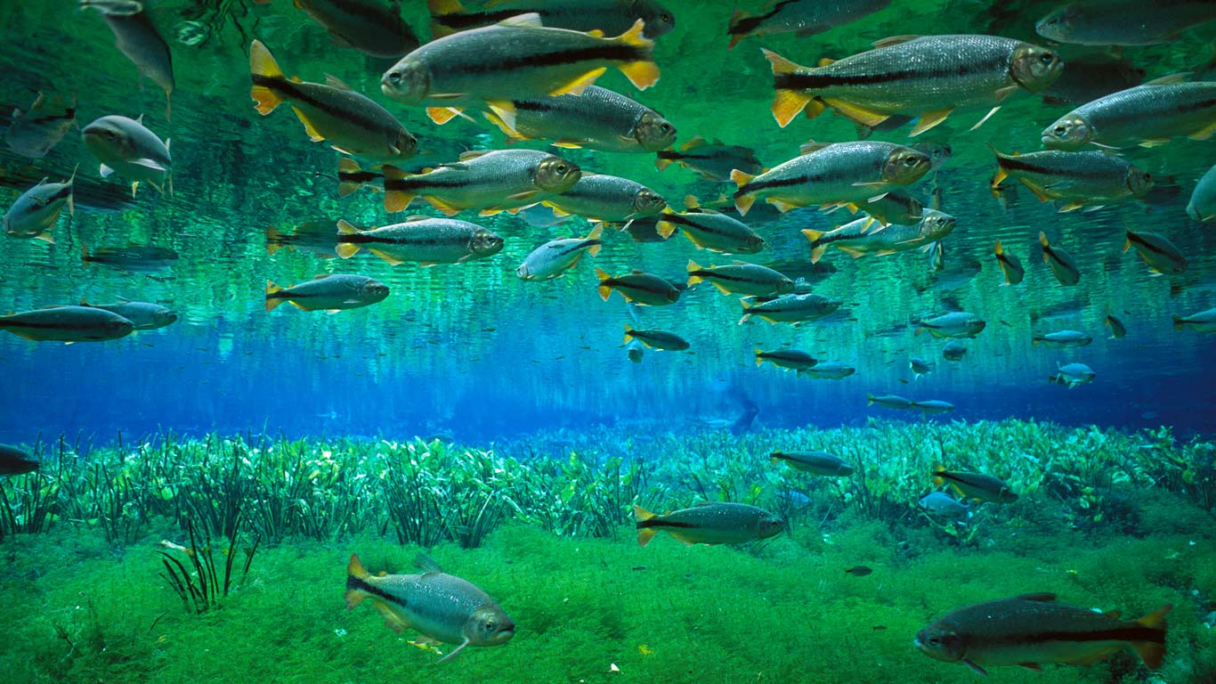 塞拉多生态区内的希氏石脂鲤，巴西 (© Luciano Candisani/Minden Pictures)(Bing China)