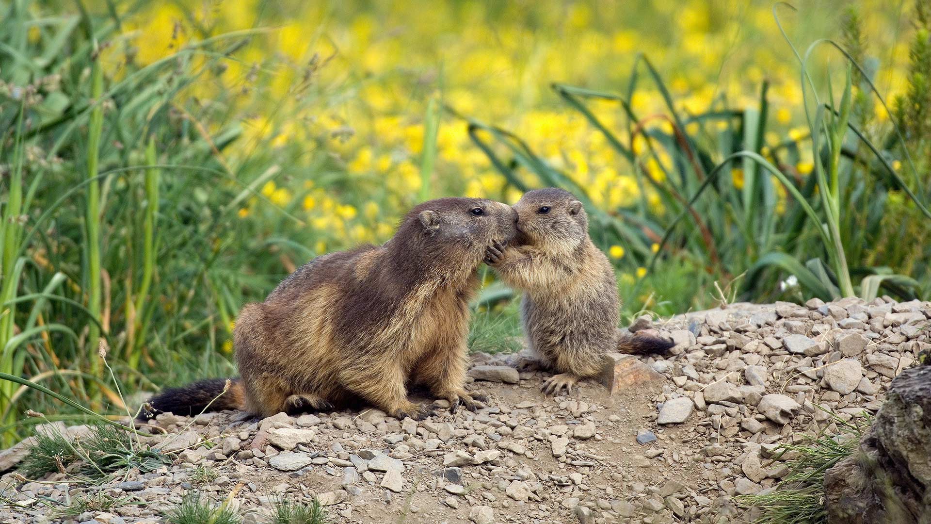 Une marmotte et son petit à l’occasion de la fête des Mères en France (© AGB Photo Library/age footstock)(Bing France)