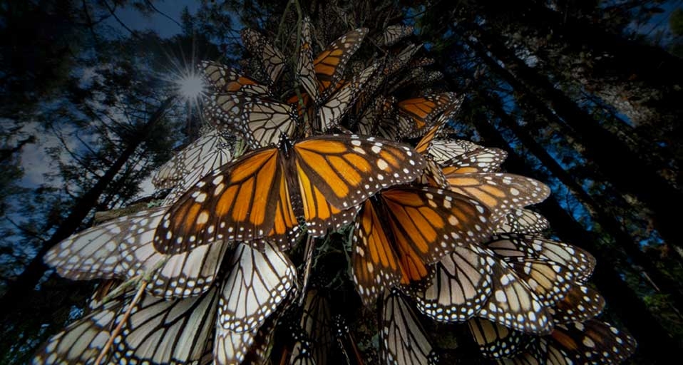 秋的踪迹：墨西哥米却肯森林松枝上的秋恋 -- Richard Ellis/Getty Images &copy; (Bing China)
