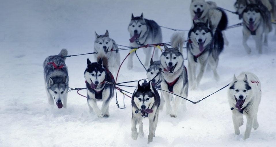 阿拉斯加州2005年艾迪塔罗德狗拉雪橇赛 (© AlaskaStock/Photolibrary) &copy; (Bing China)