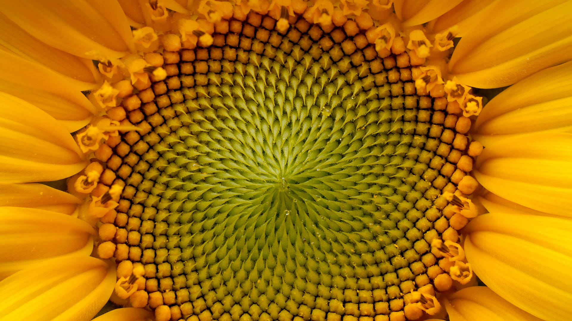 向日葵 (© Dileep Chandran/Alamy)(Bing China)