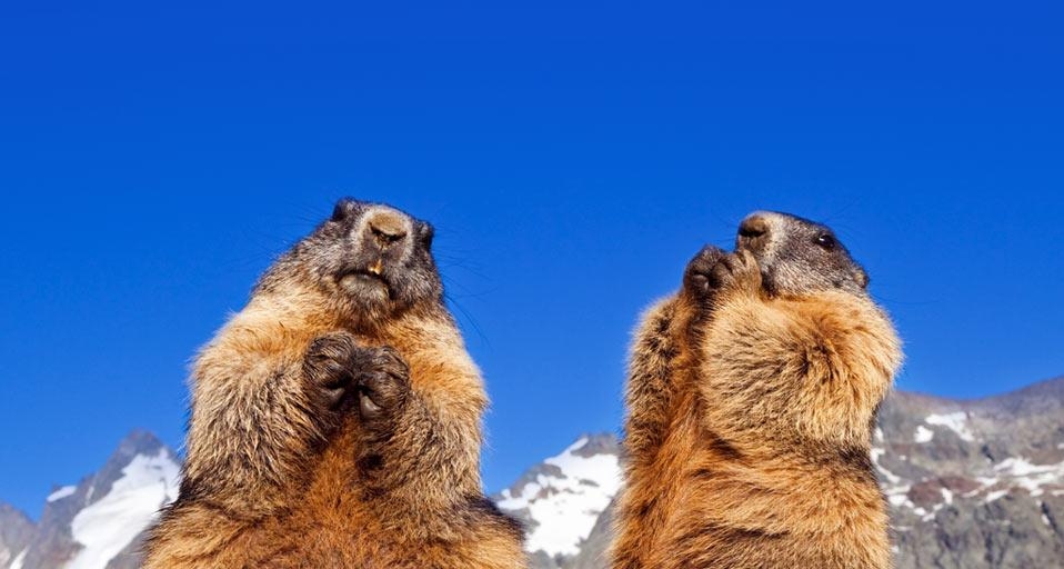 Alpine marmots in Grossglockner, Austria (© Westend/Superstock) &copy; (Bing Canada)