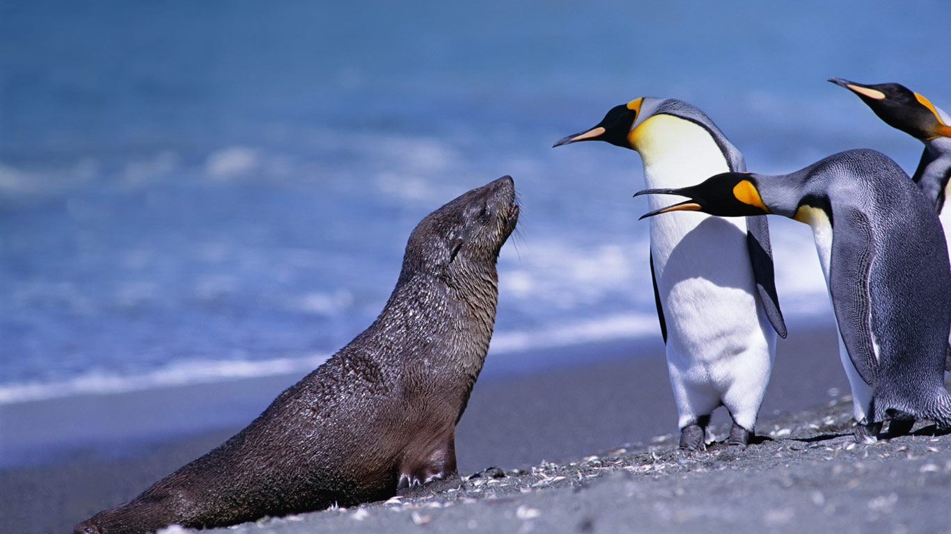 南乔治亚索尔兹伯里平原的国王企鹅和海狗 (© Steve Bloom Images/Alamy)(Bing China)