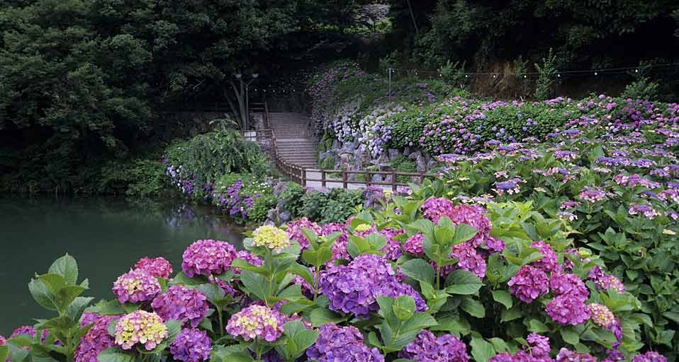 ｢明月院｣神奈川, 鎌倉 -- Japan Travel Bureau &copy; (Bing Japan)