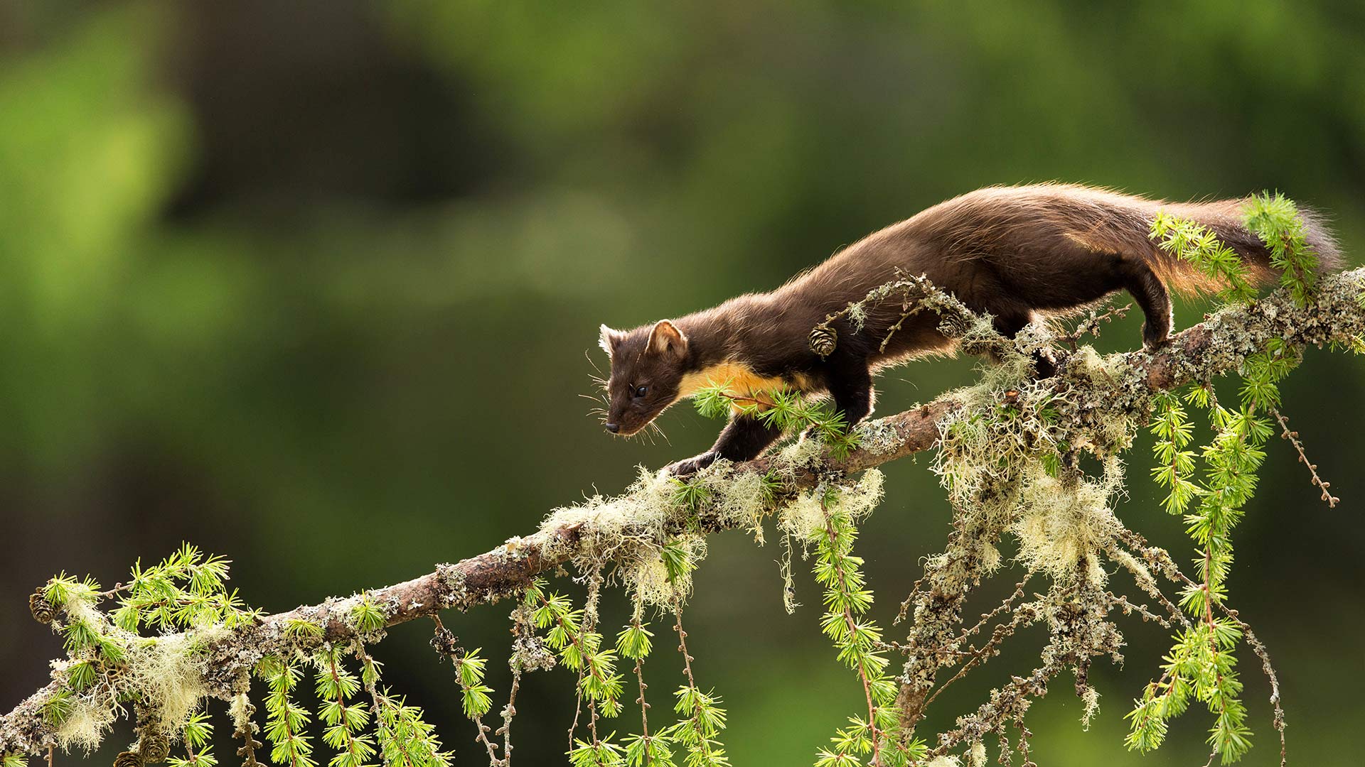 Pine Marten (Martes martes) on larch branch, Perthshire (© Mark Hamblin/Minden Pictures)(Bing United Kingdom)