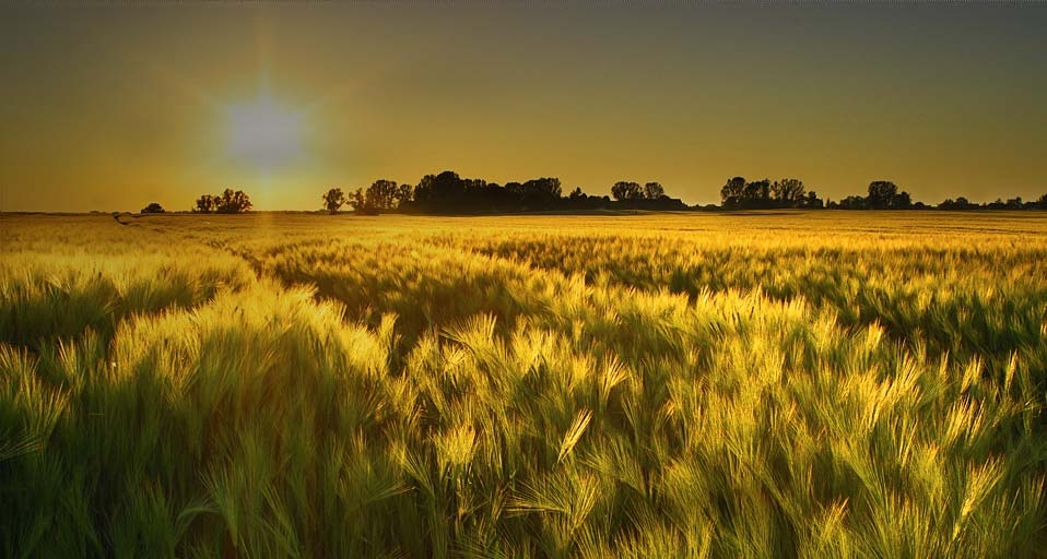 Ein Gerstenfeld leuchtet golden im Abendlicht – Giesbert Kühnle/Photolibrary &copy; (Bing Germany)