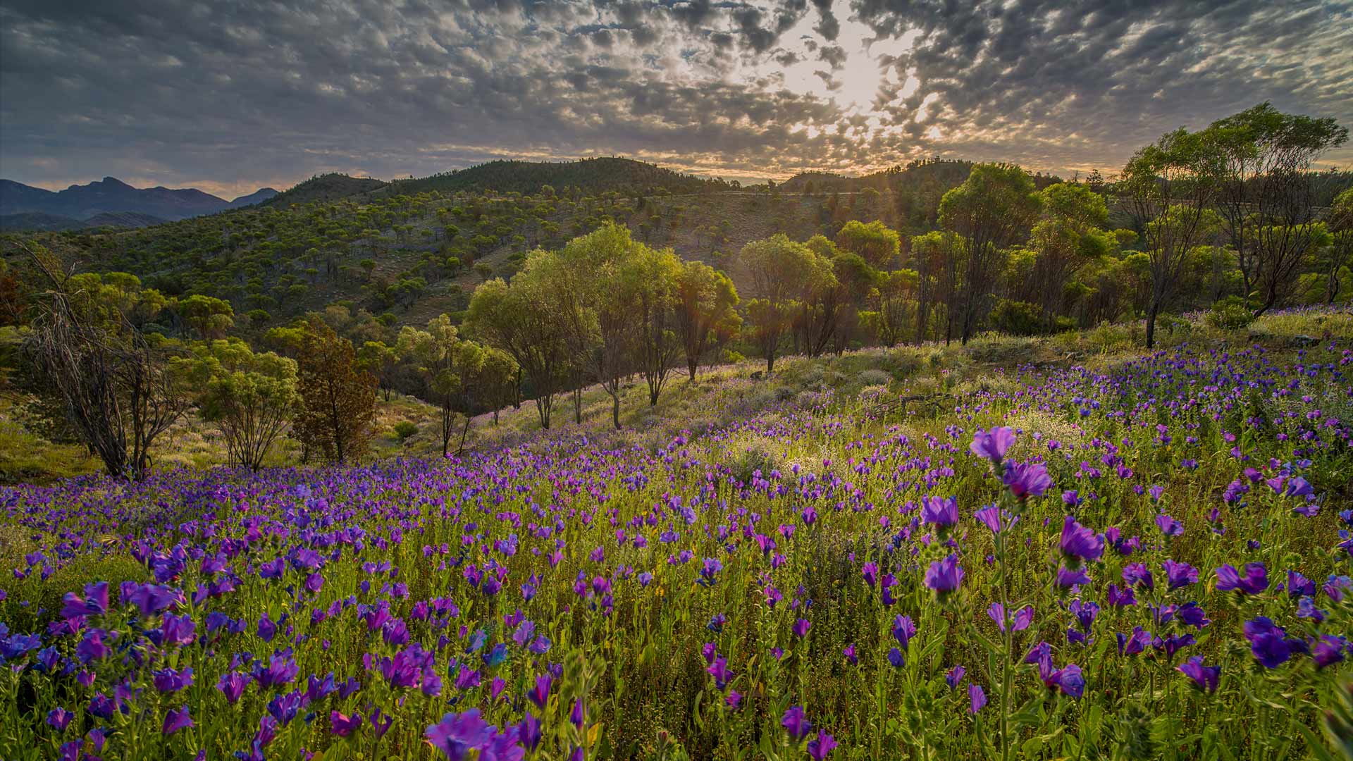 Wildflowers in the southern region of Flinders Ranges National Park, South Australia (© Southern Lightscapes-Australia/Getty Images)(Bing Australia)