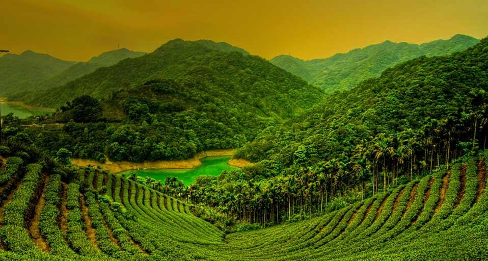 台湾岛台北县石碇乡的茶田 (© Jung-Pang Wu/Flickr/Getty Images) &copy; (Bing China)