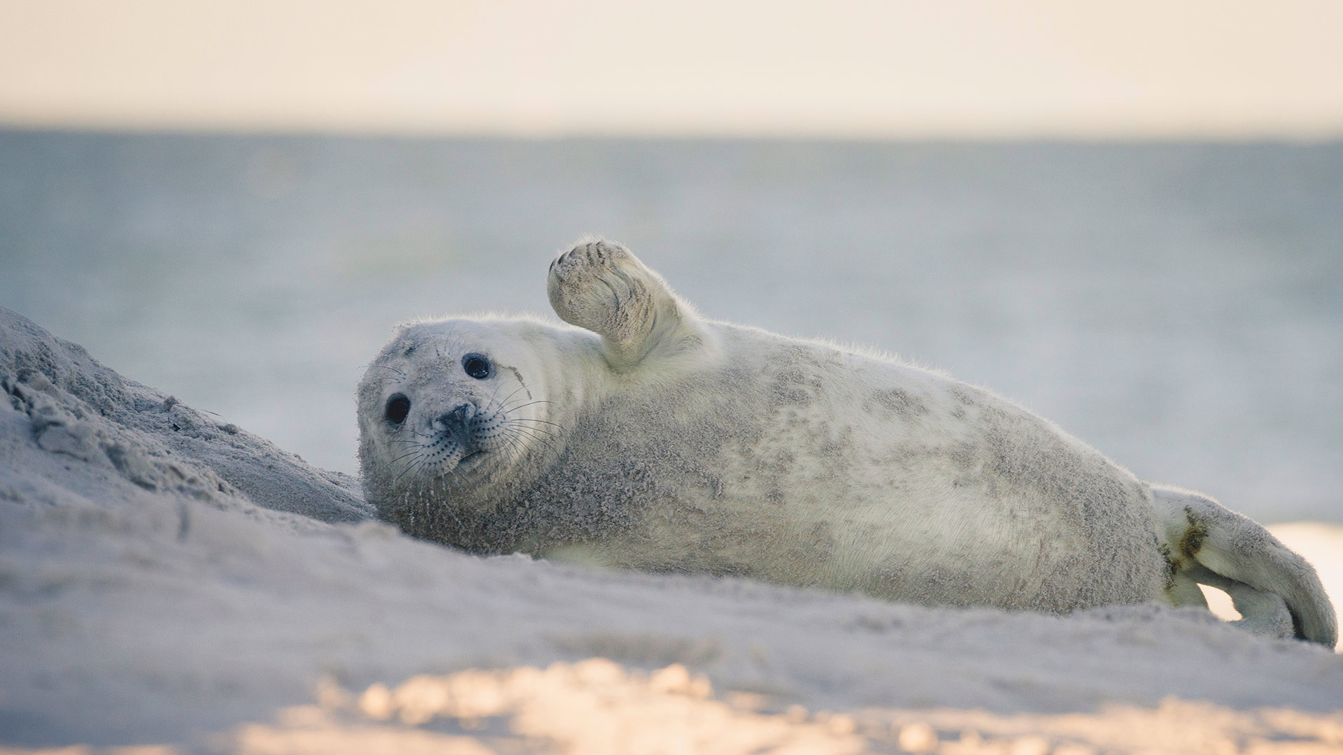 Junge Kegelrobbe am Strand der Insel Düne, Helgoland, Schleswig-Holstein (© Kerstin Bittner/Westend61/offset by shutterstock)(Bing Deutschland)