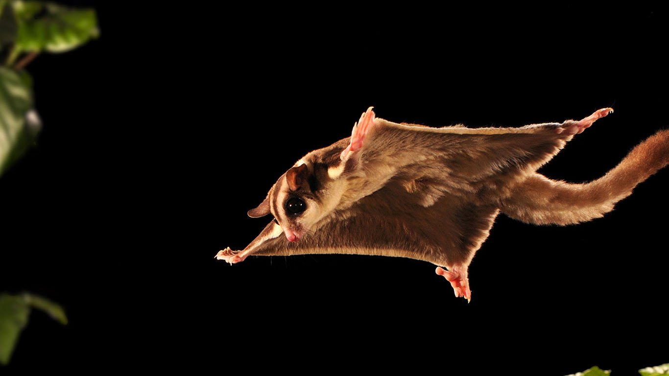 Sugar glider (© Scott Linstead/Science Source)(Bing Australia)
