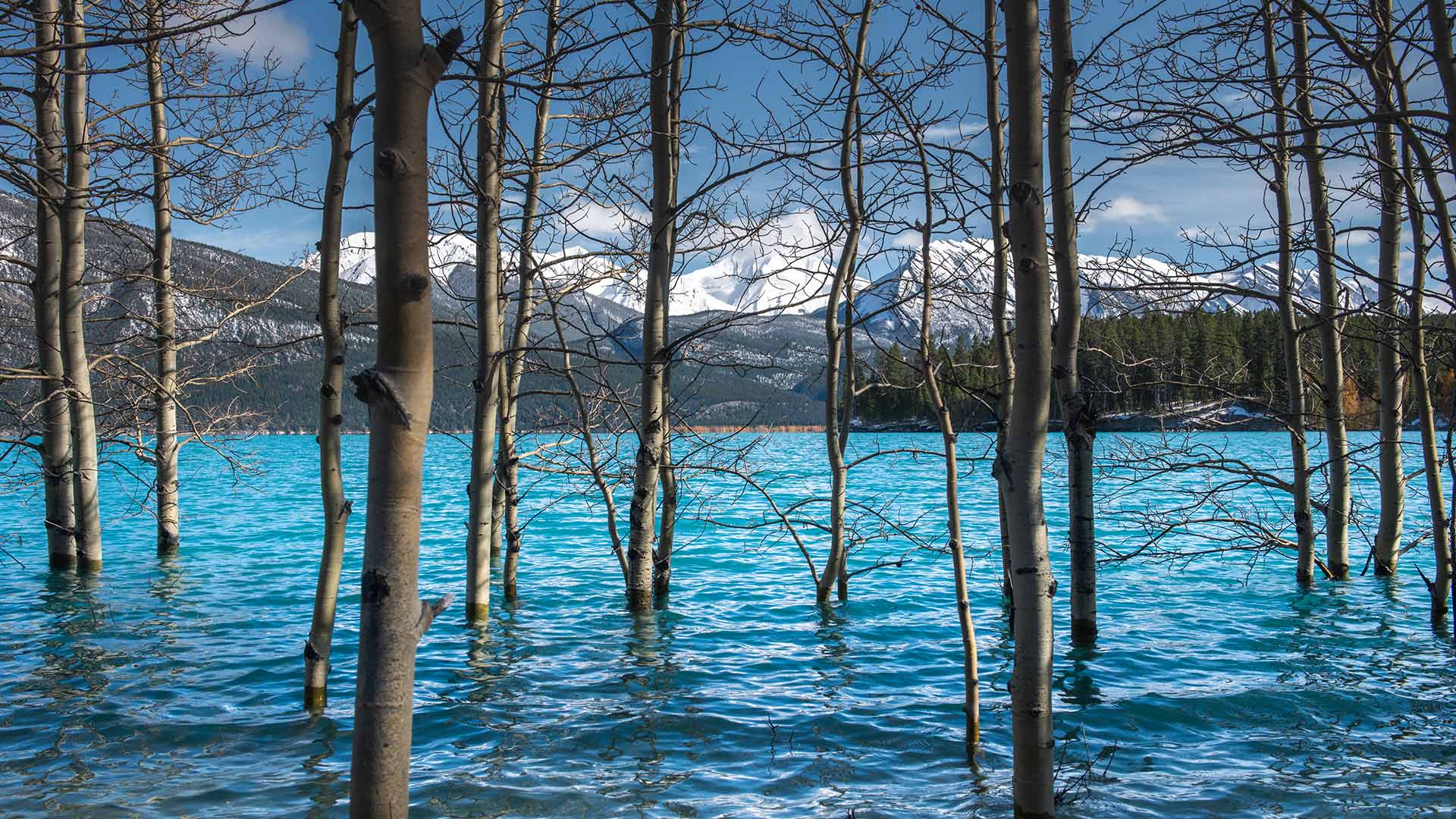 亚伯拉罕湖中的树，加拿大艾伯塔 (© Coolbiere/Getty Images)(Bing China)