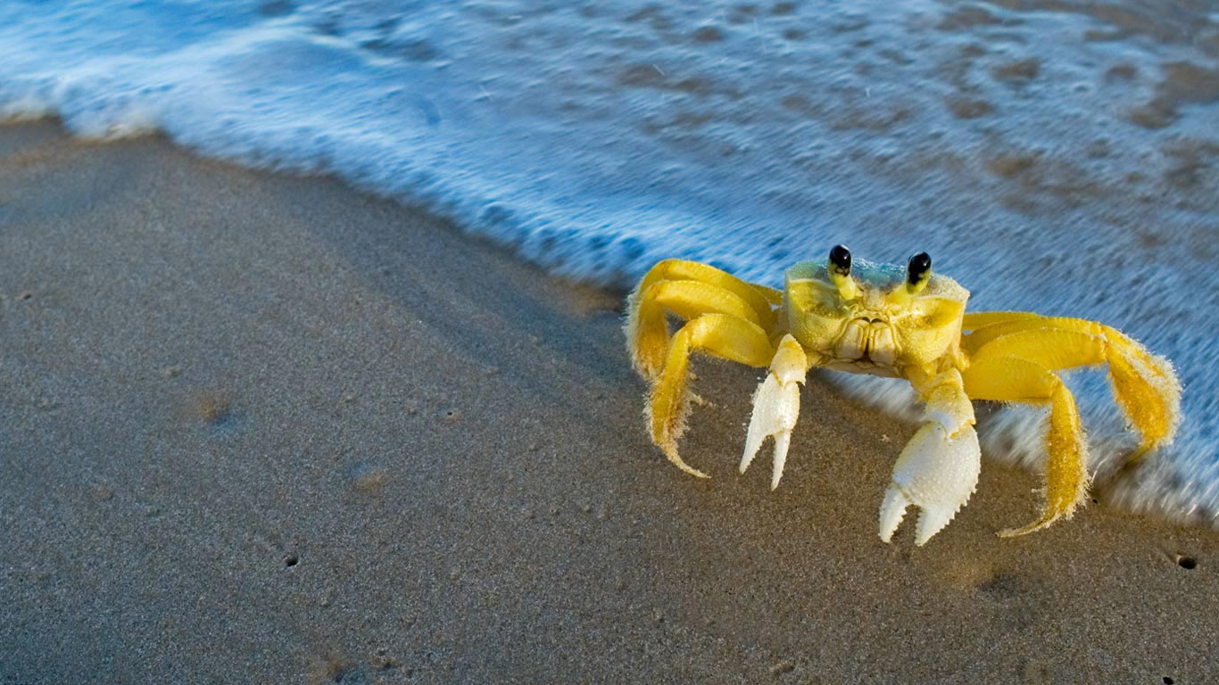 大西洋鬼蟹 (© Luciano Candisani/Minden Pictures)(Bing China)