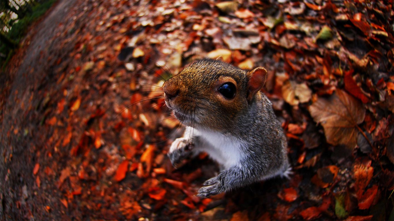 A grey squirrel Sciurus carolinensis at Tehidy woods, Cornwall, England (© James Clews / Alamy)(Bing Australia)