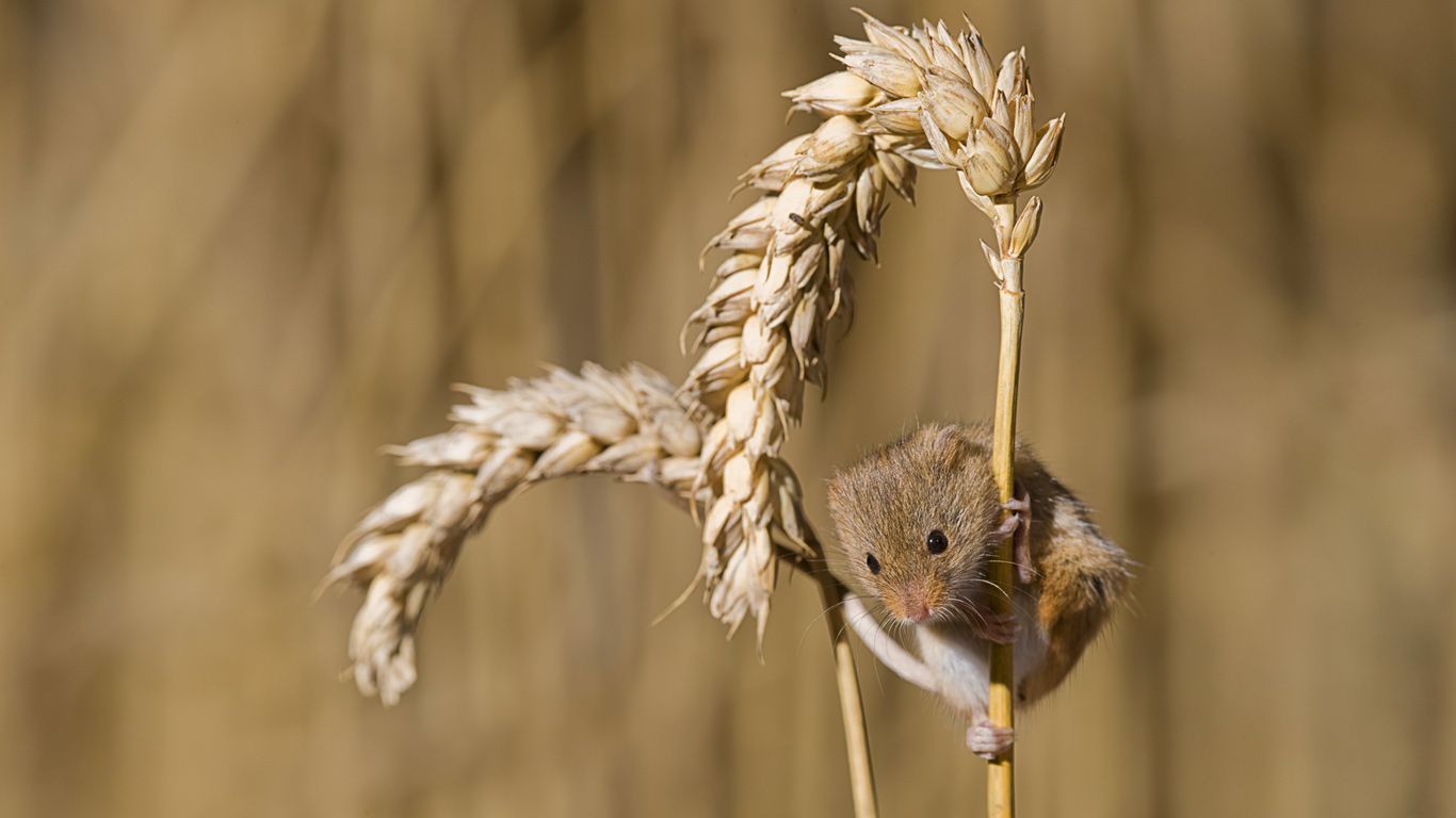 英国诺福克郡，紧抓小麦柄的巢鼠 (© Mike Powles/Getty Images)(Bing China)