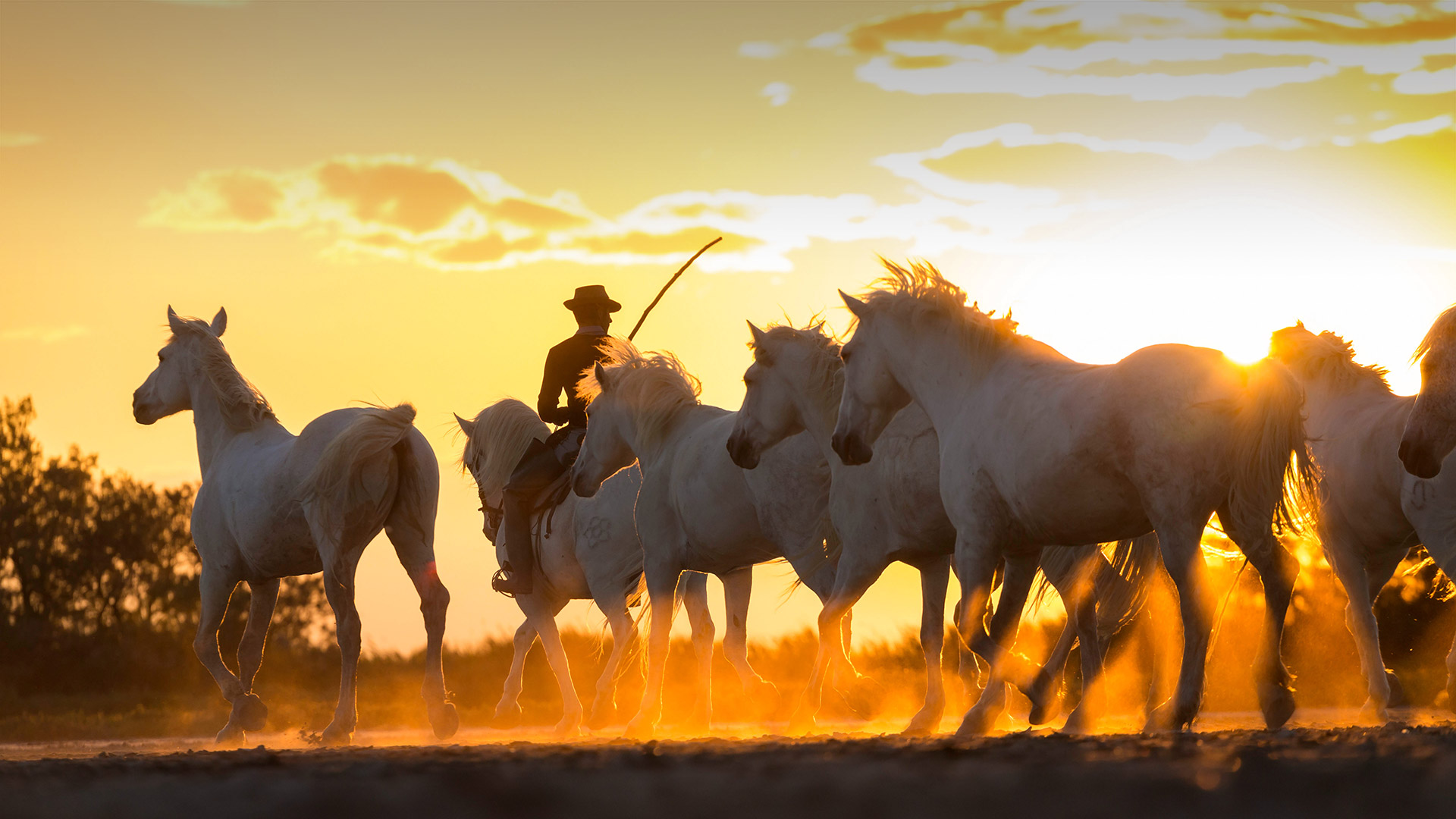 Cowboy accompagnant une harde de chevaux sauvages, Camargue, France (© Peter Adams/Offset by Shutterstock)(Bing France)