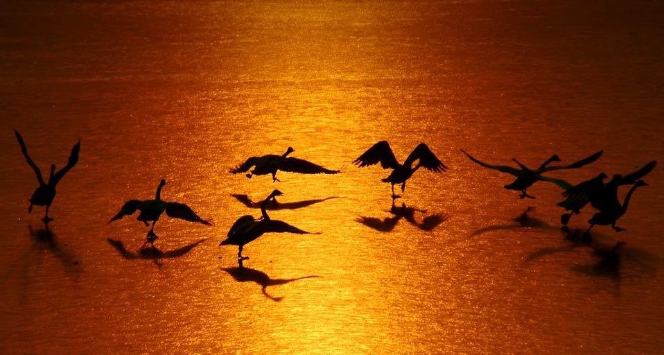 河南省三门峡黄河湿地自然保护区内的白天鹅 (© Zhu Xiang/Xinhua Press/Corbis) &copy; (Bing China)