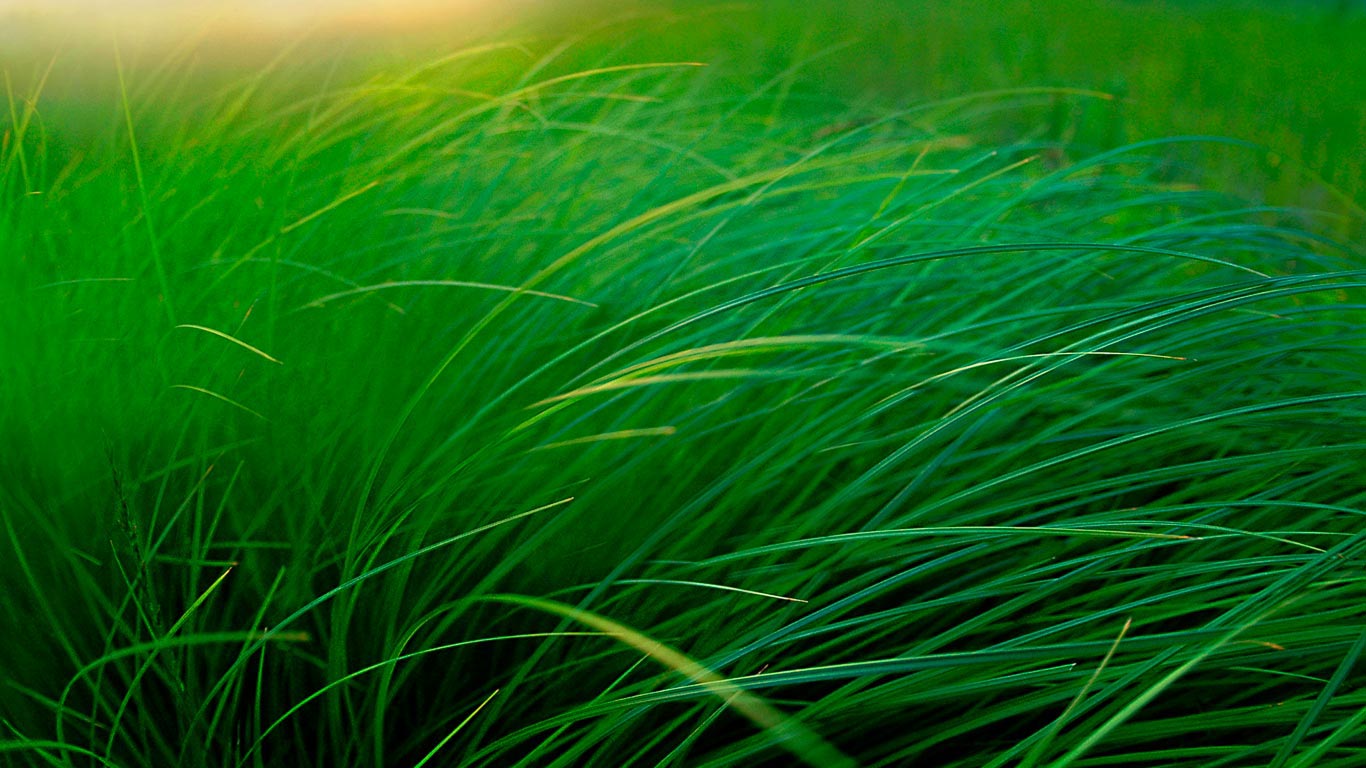 湖边的草地，美国明尼苏达州 (© Jim Brandenburg/Minden Pictures)(Bing China)