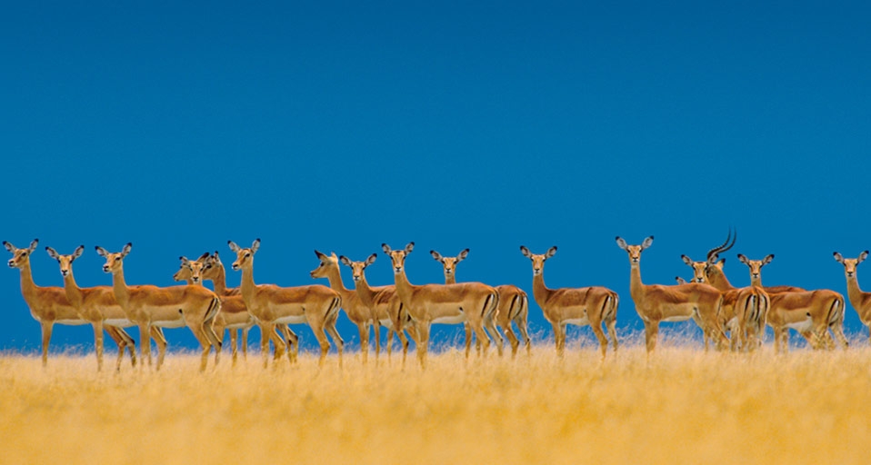 An alarmed Impala herd alerts to danger in the Serengeti National Park, Tanzania -- Frans Lanting/Corbis &copy; (Bing United States)
