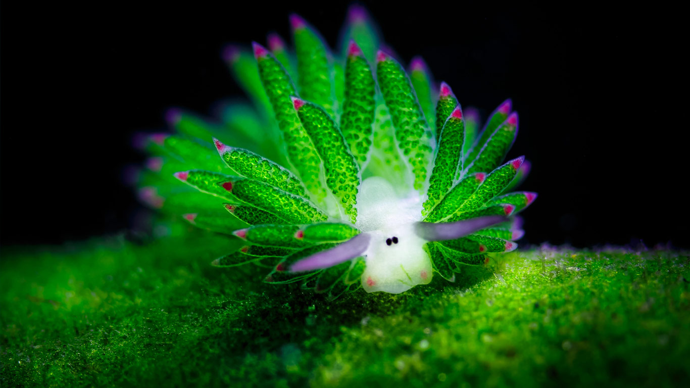 巴厘岛海域的一只海蛞蝓 (© Media Drum World/Alamy)(Bing China)
