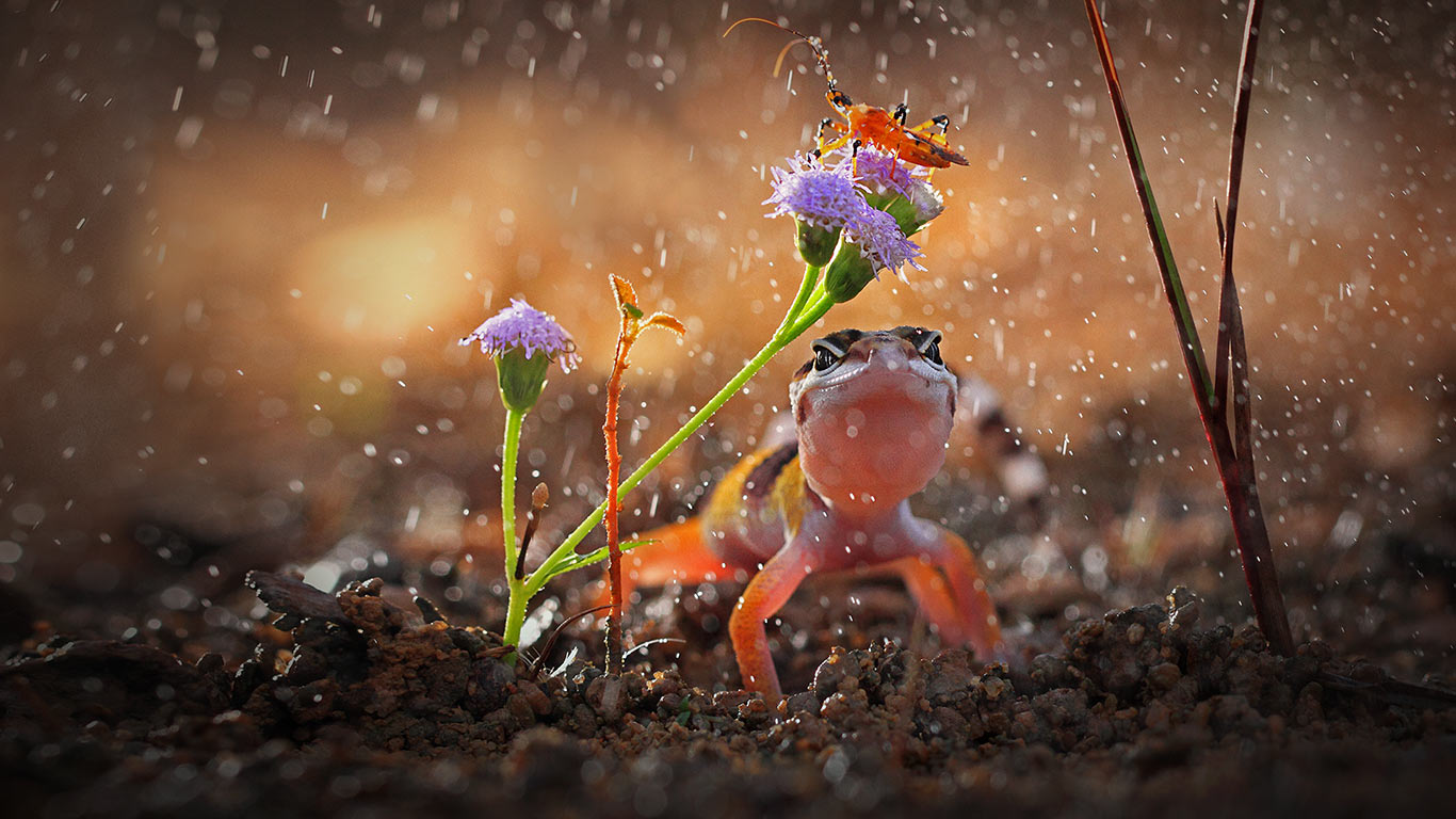 印度尼西亚，下雨天的壁虎与昆虫 (© Shikhei Goh/Getty Images)(Bing China)