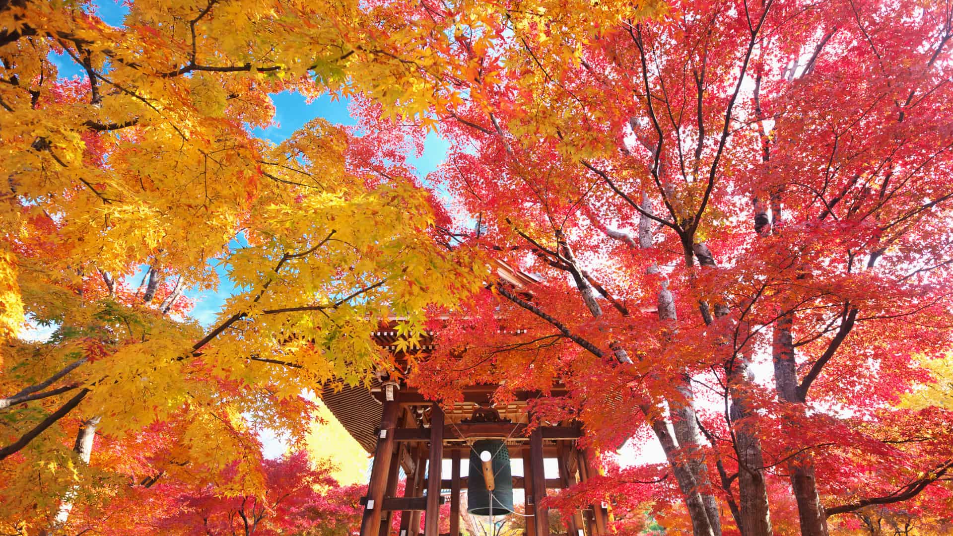 紅葉の智積院鐘楼堂, 京都 （© Masataka Ishi/AFLO/4Corners）(Bing Japan)