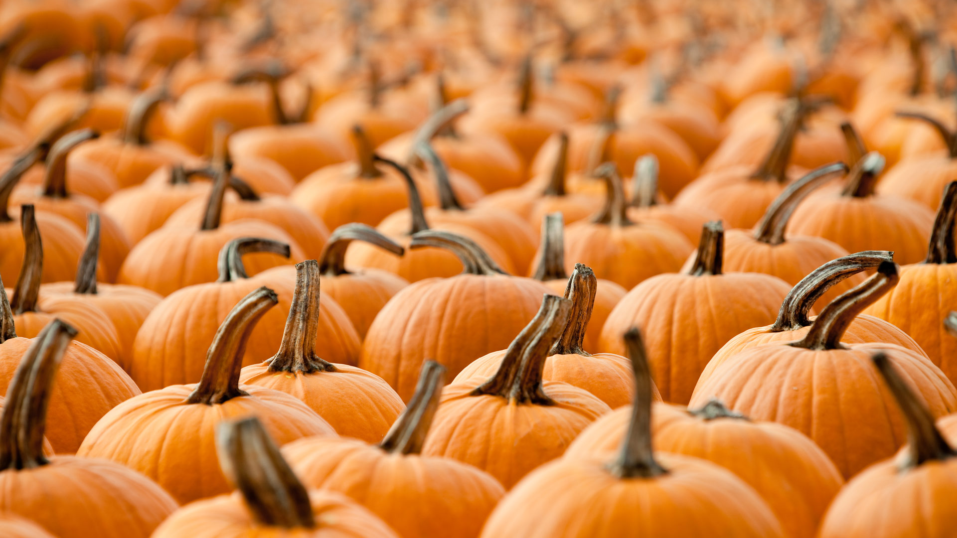 ｢パンプキン・パッチ｣ (© pianisssimo/iStock/Getty Images Plus)(Bing Japan)