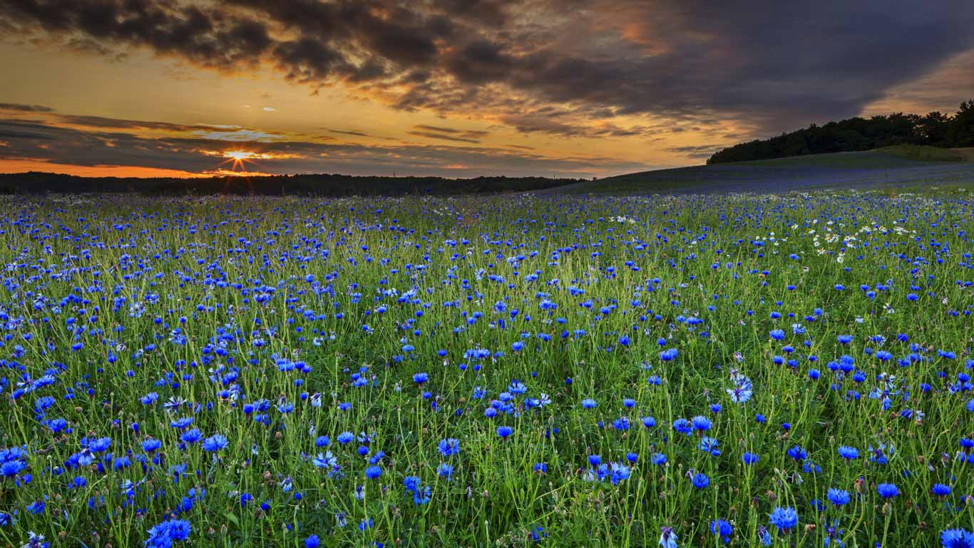 Champs de bleuets au coucher du soleil à Sellin, île de Rügen, Allemagne (© Dierk Boeser/Corbis)(Bing France)