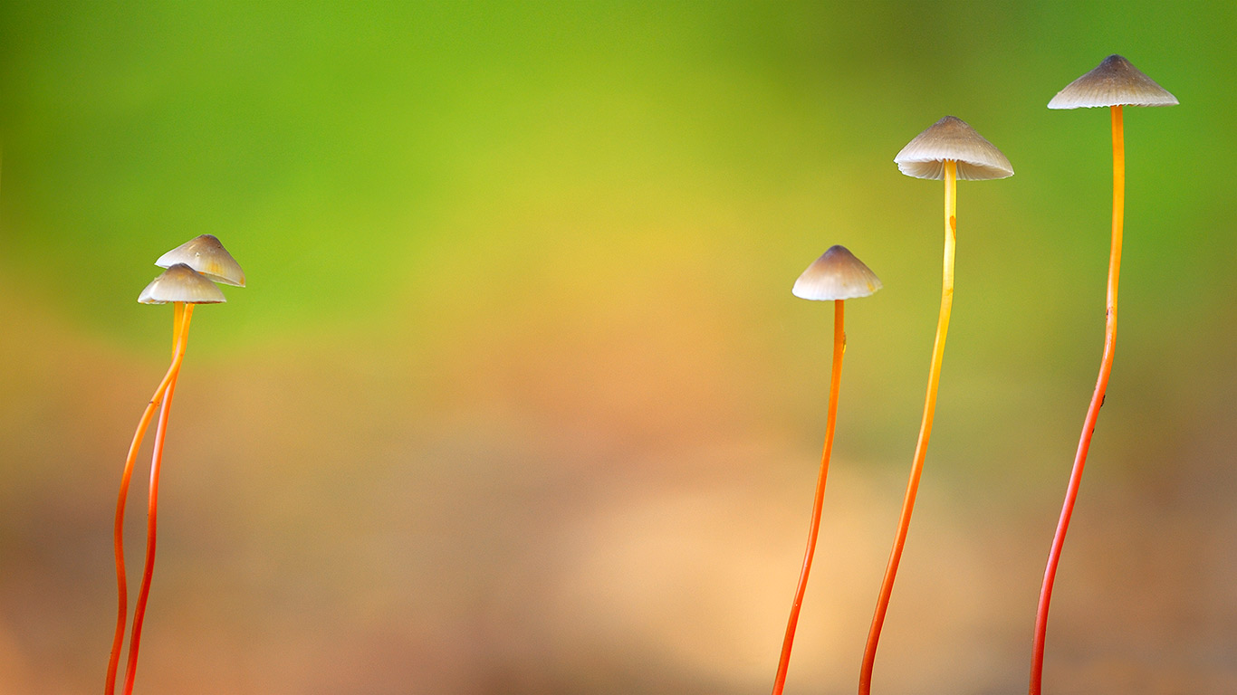 比利时，生长在Meerdaal的杏黄小菇 (© Danny Lap/Minden Pictures)(Bing China)