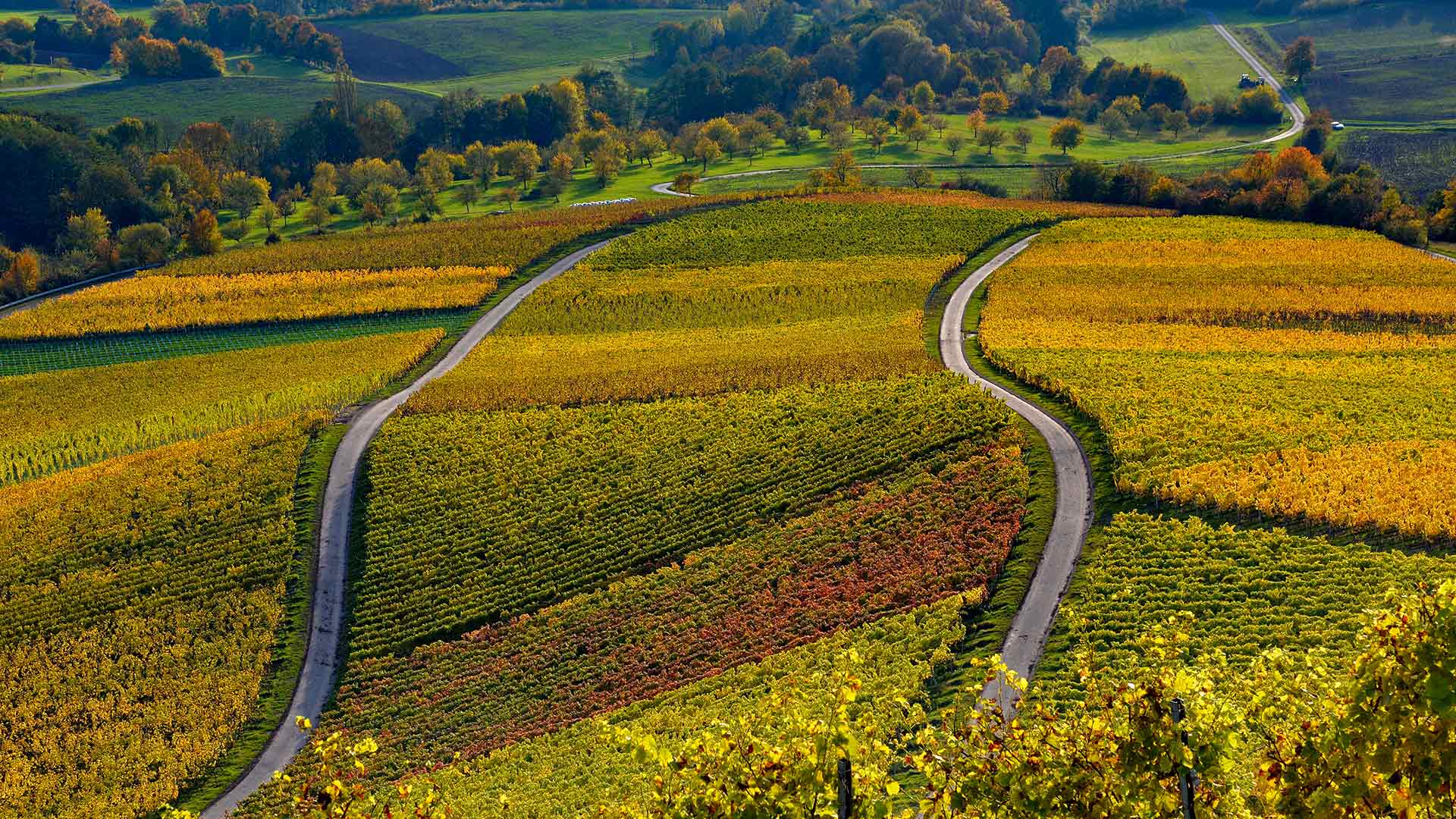 Weinberge auf dem Stollberg bei Handthal, Oberschwarzach, Unterfranken, Bayern (© Rüdiger Hess/geo-select FotoArt)(Bing Deutschland)