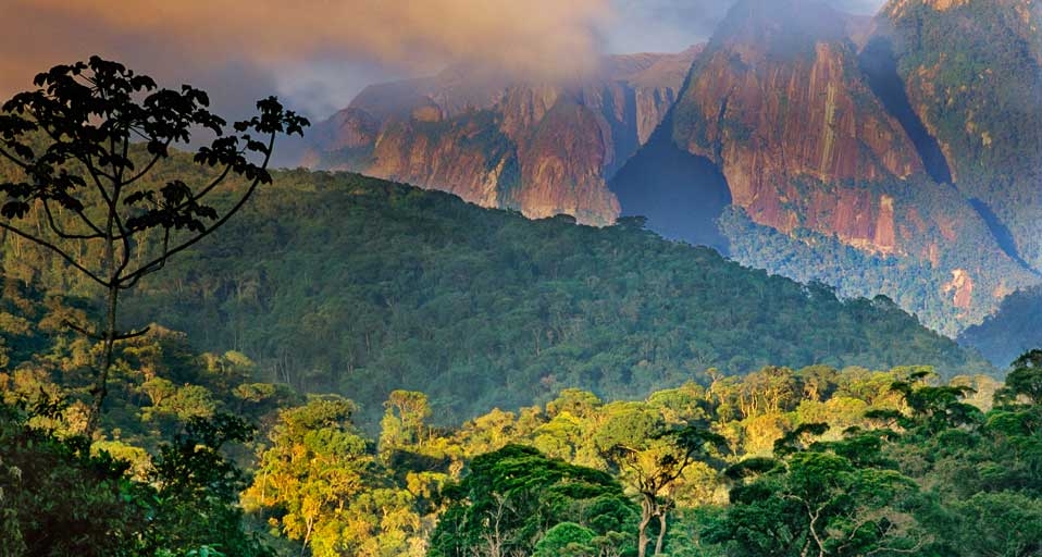 Atlantic rainforest and Organ Mountains in Serra dos Orgaos National Park, Brazil -- Frans Lanting/Corbis &copy; (Bing Canada)