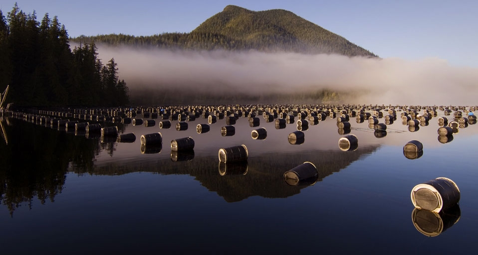 加拿大温哥华岛的牡蛎养殖场 -- Chris Cheadle/All Canada Photos/age fotostock &copy; (Bing China)
