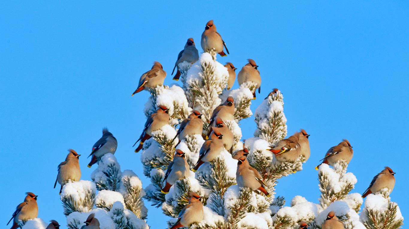 Bohemian waxwings in Kuusamo, Finland (© Markus Varesvuo/Minden Pictures)(Bing Canada)