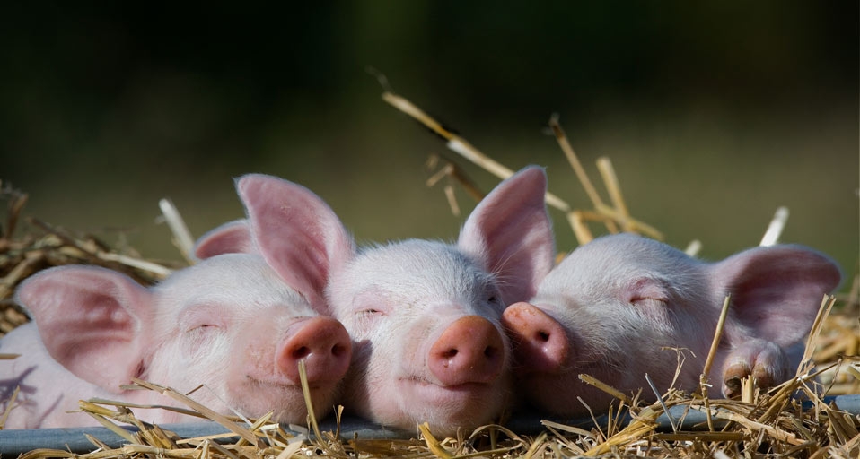 Drei Ferkel schlummern zufrieden im Stroh – Robert Harding World Imagery/Corbis &copy; (Bing Germany)