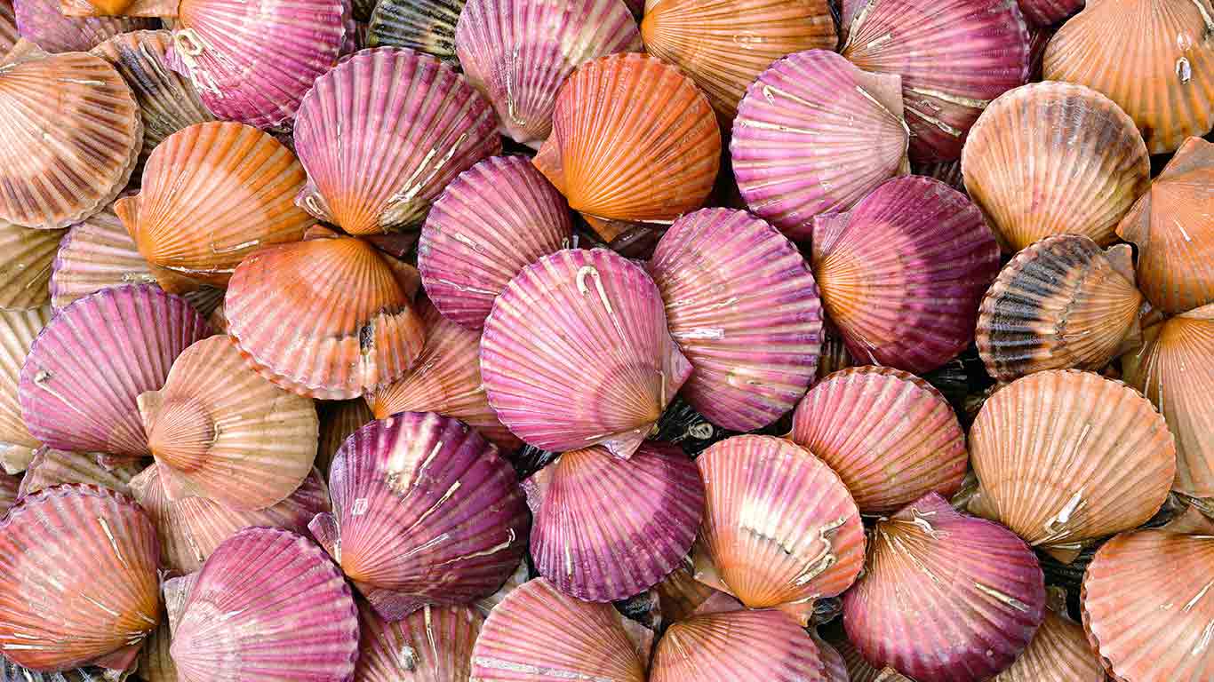 Coquilles Saint-Jacques, France (© Chengyuzheng/Getty Images)(Bing France)