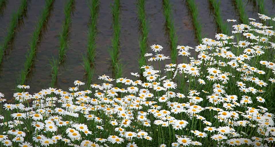 花和田地 -- Datacraft Co Ltd/photolibrary &copy; (Bing China)