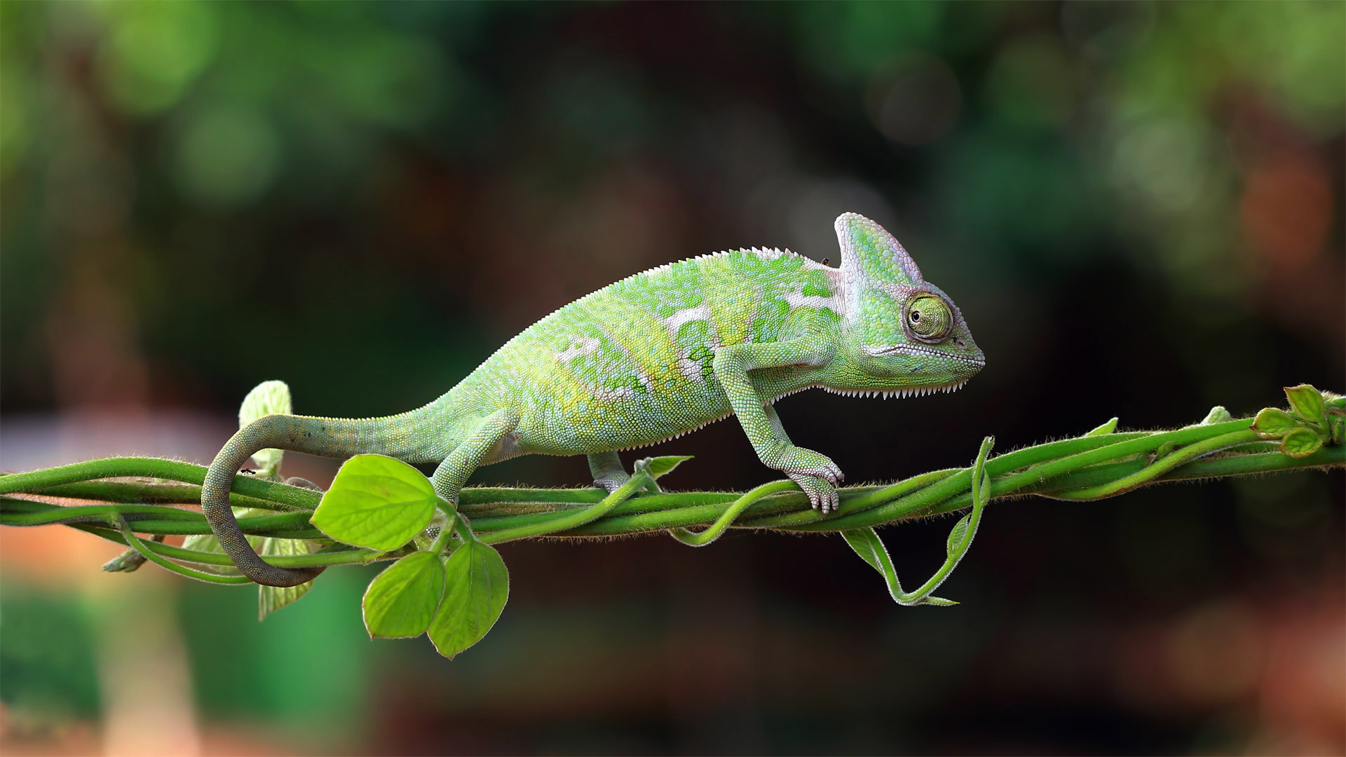 在一株植物上行走的变色龙，印度尼西亚 (© SnapRapid/Offset by Shutterstock)(Bing China)
