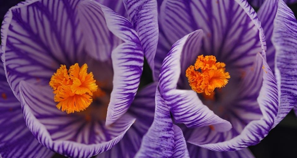 早春的报春花 (© Don Johnston/age fotostock) &copy; (Bing China)