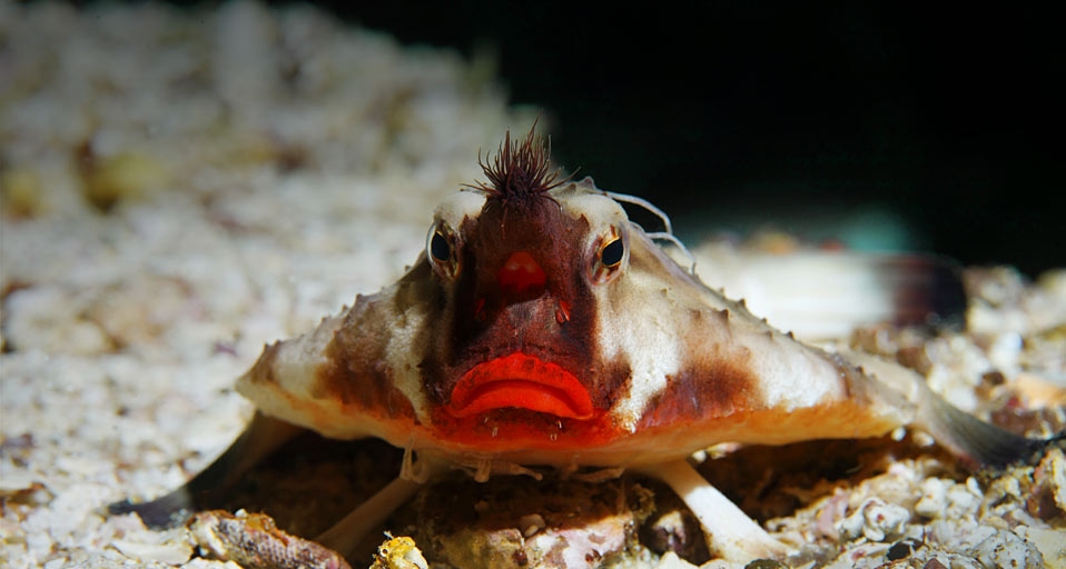 蝙蝠鱼 -- Norbert Probst/Imagebroker.net/Photolibrary &copy; (Bing China)