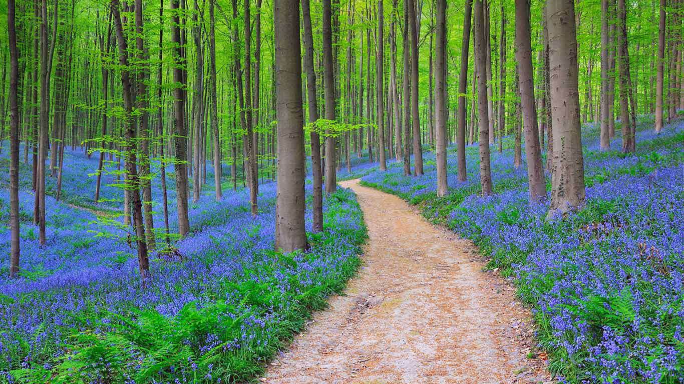 Bluebells in the Halle Forest near Halle, Belgium (© Ocean/Corbis)(Bing Canada)