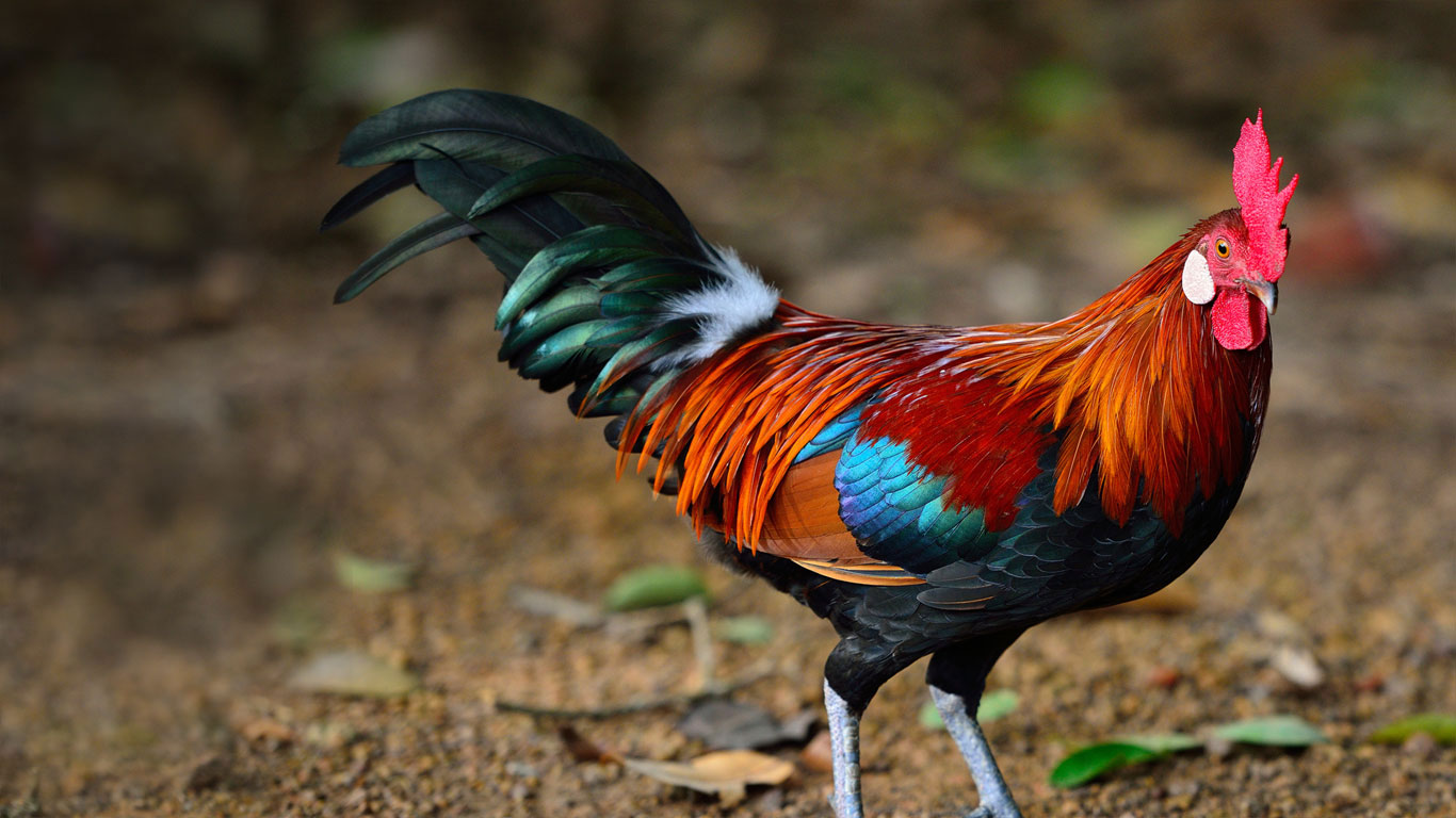 A brown leghorn rooster (© Lukchai Chaimongkon/Getty Images)(Bing Canada)