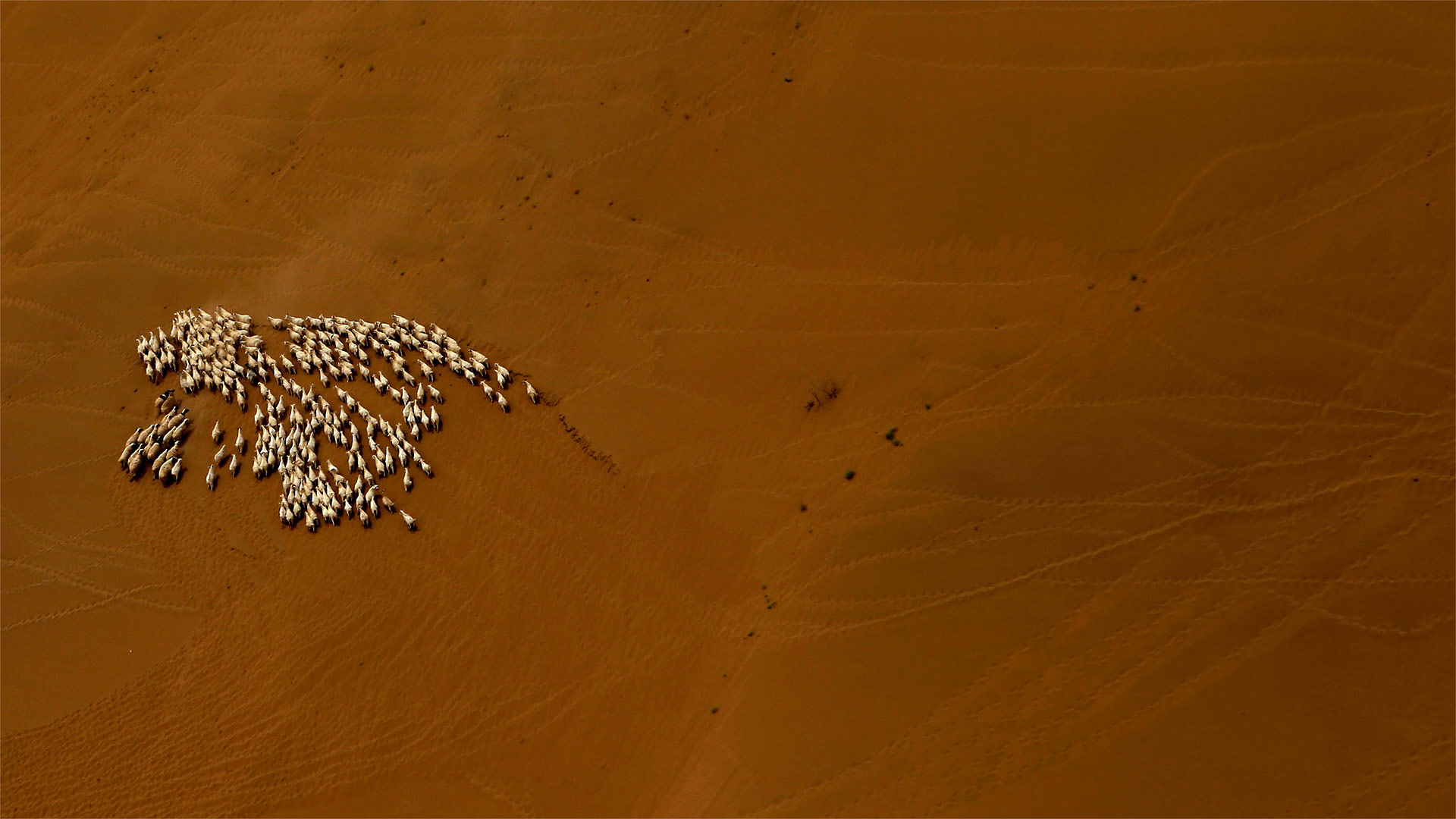 Sheep flock in the Gobi Desert (© Patrick Baz/Getty Images)(Bing Canada)