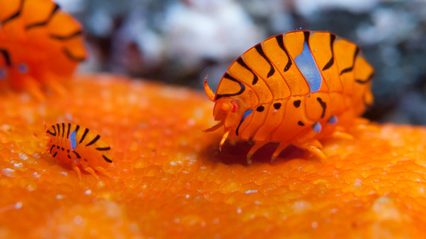 Gammaridean amphipods in the waters off Tokyo, Japan (© Atopapa/Corbis)(Bing Canada)