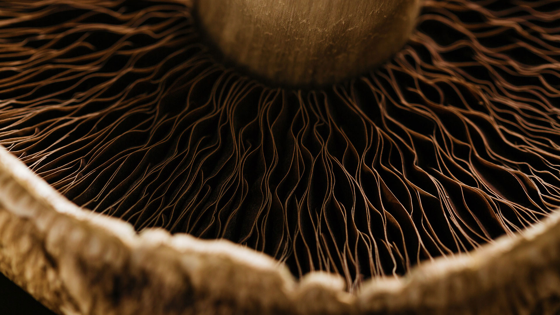 Detail of a portobello mushroom (© Justin Galloway/Offset)(Bing United States)