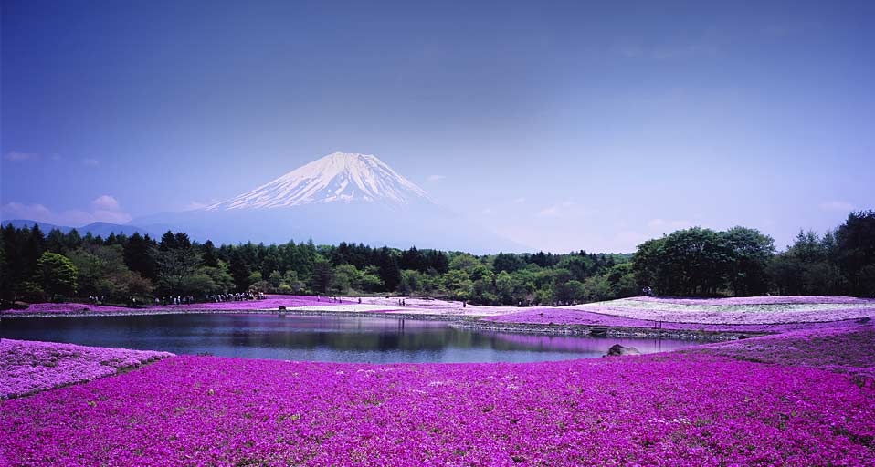 ｢富士芝桜まつり｣山梨,河口湖町 -- JTB Photo / Photolibrary &copy; (Bing Japan)