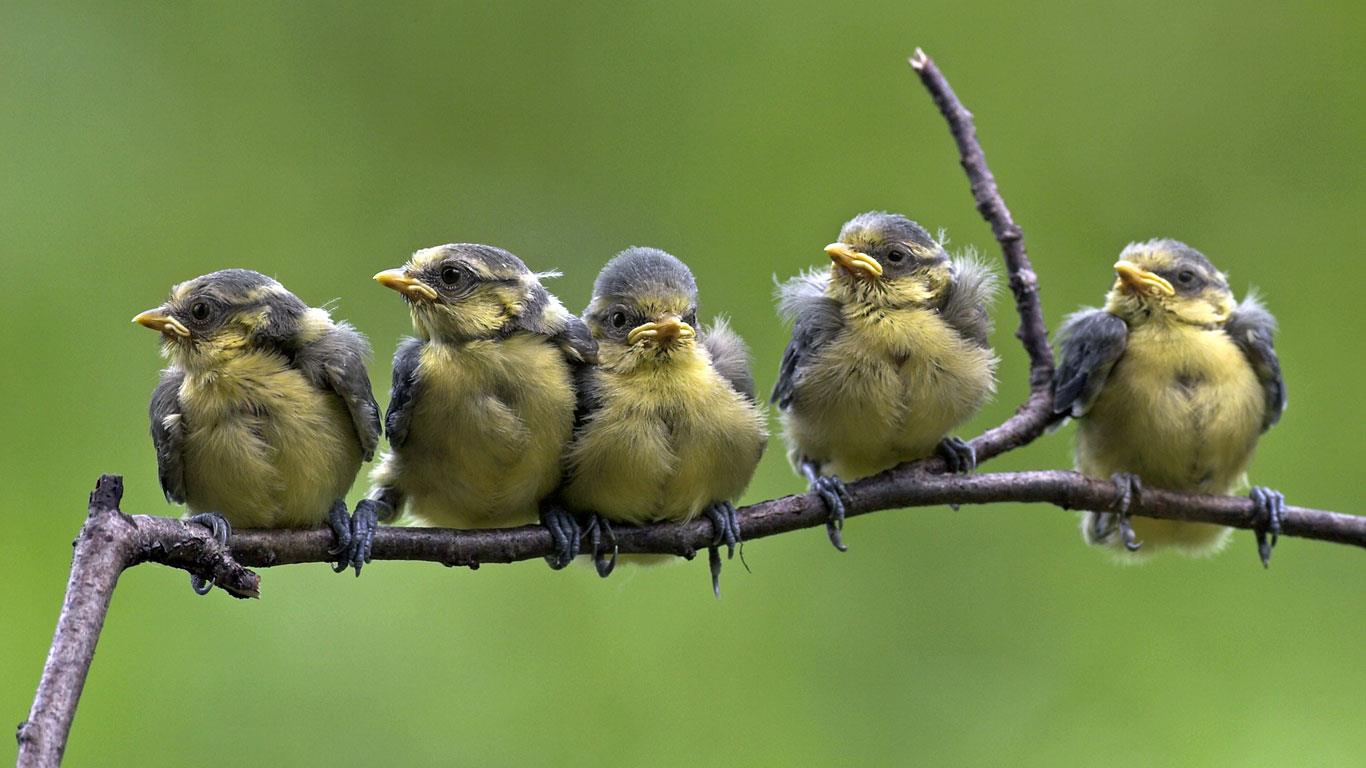 Blue tit chicks fledging on a branch (© blickwinkel/Alamy)(Bing Canada)
